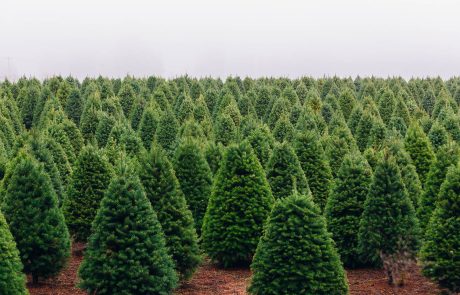 Christmas Tree Farm perfect rows of trees many